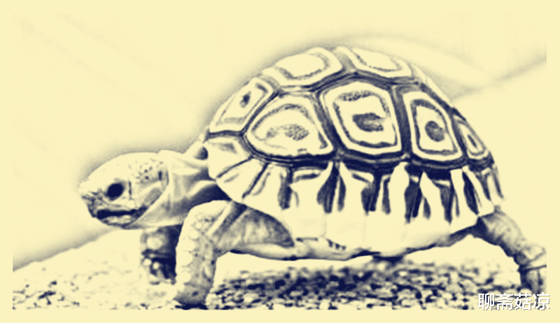 民间故事 民间故事：寡妇救受伤乌龟，给乌龟喂肉吃，半夜被黑衣男子推醒