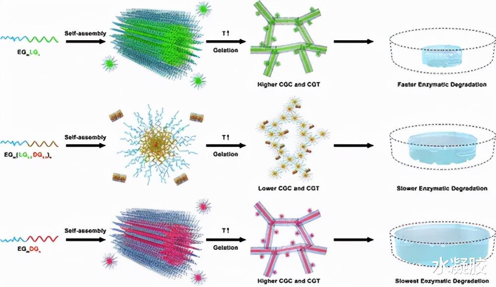 生物降解 残基手性对热响应多肽水凝胶的凝胶化过程和生物降解的影响