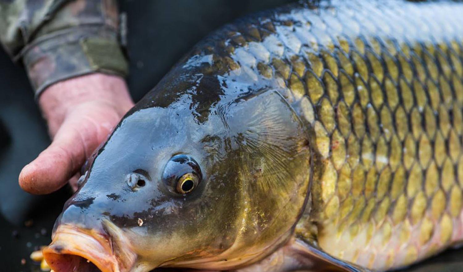 |鱼口不好怎么办？改善鱼口的一个最新方法，让鱼变得兴奋起来