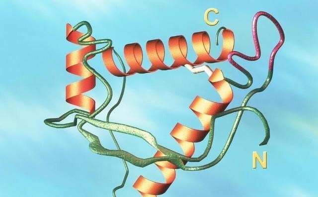  食人部落与“笑死病”：为何哺乳动物不能同类相食？
