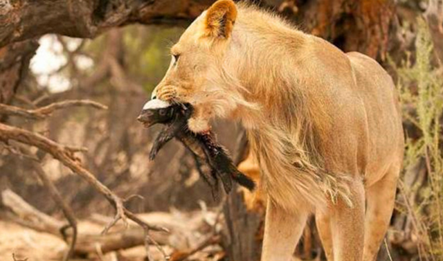 太阳系 “平头哥”蜜獾不好惹，有这么多天敌，却没有一种对它有严重危害