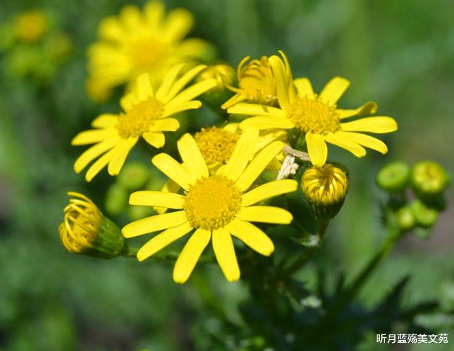 昕月蓝殇美文苑|深爱过的人，愿你一生幸福安好