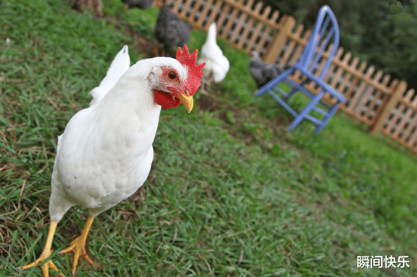 生肖|惹不起的生肖鸡、生肖鼠、生肖鼠，2021年大展宏图，事业旺翻天