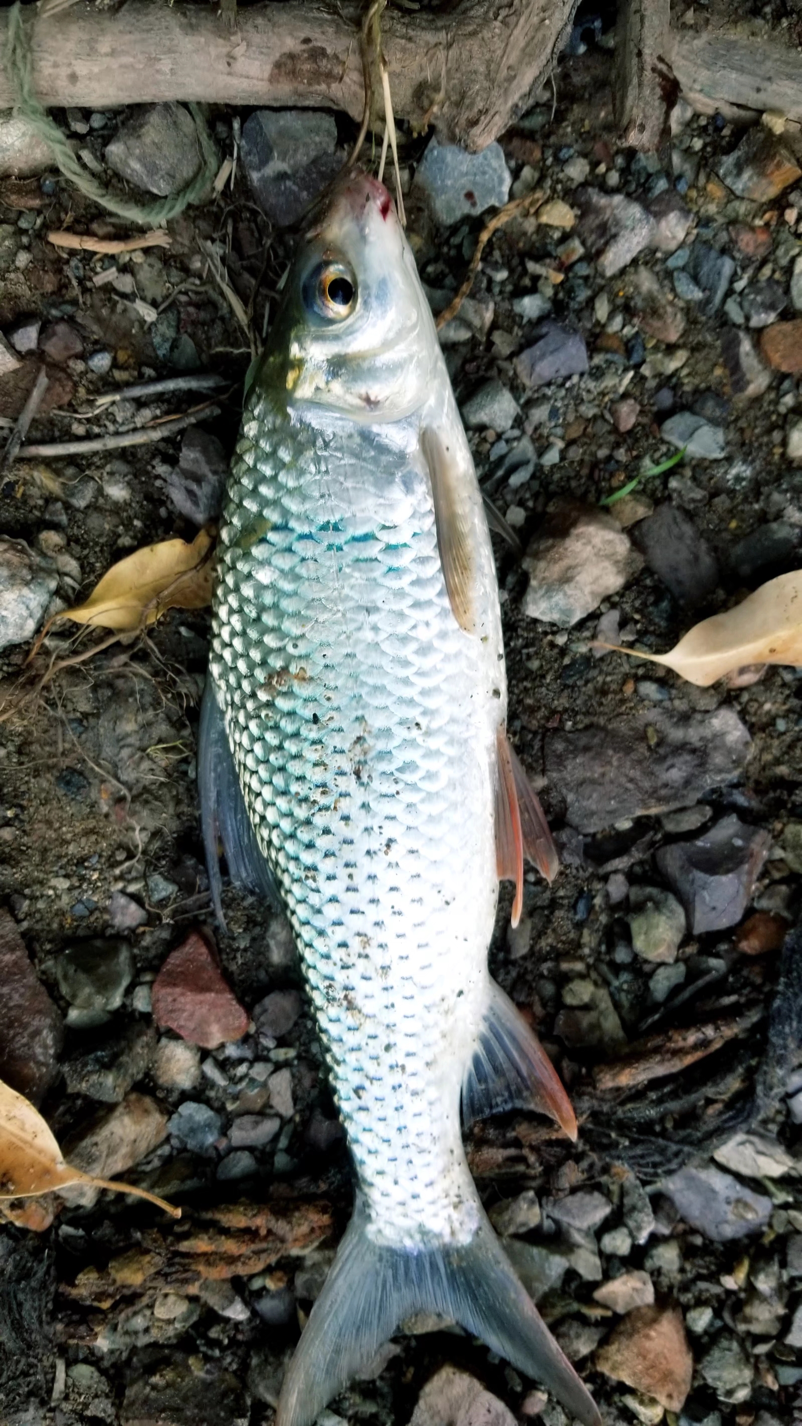 游江河|东江一个被遗忘悬崖峭壁钓鱼点