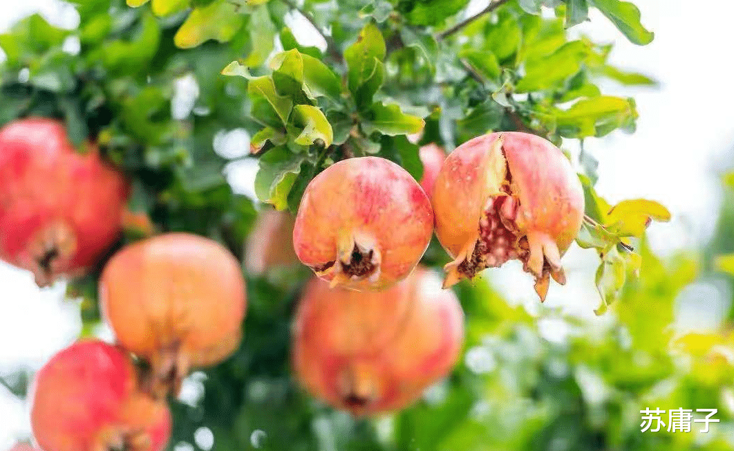 苏庸子|心理学家表明:男人心里惦记的女人,身上有这3种特征与美貌无关