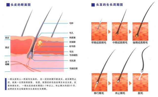 长寿与衰老|头发也有寿命!如何让头发生长的久一点?