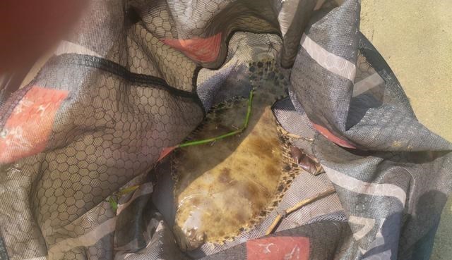 广东省|广东钓鱼人，东江钓起罕见鲽鱼，当地网友：东江里啥钓不到