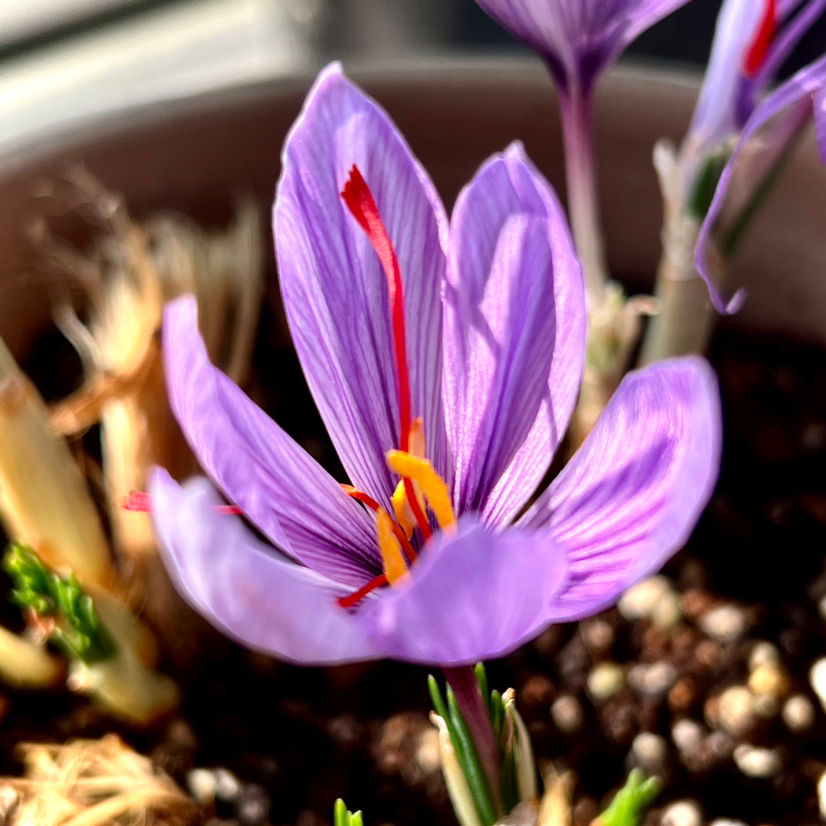 6种适合女人养的花,懂得生活的人才值得拥有它,好看又好养