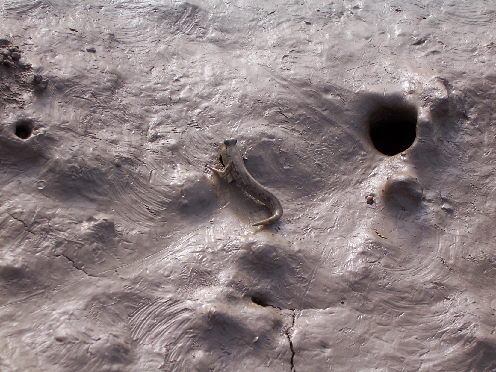 登陆进化到一半，两栖的鱼？