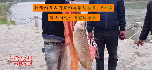 钦州|钦州河道出现大型龙鱼，被钓鱼人钓起，钓鱼人：已经冻死了