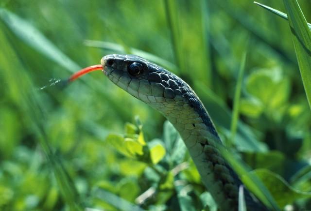  农村老人们常说见蛇要么不打，要么打死，打而不死后患无穷无穷，有科学道理吗？