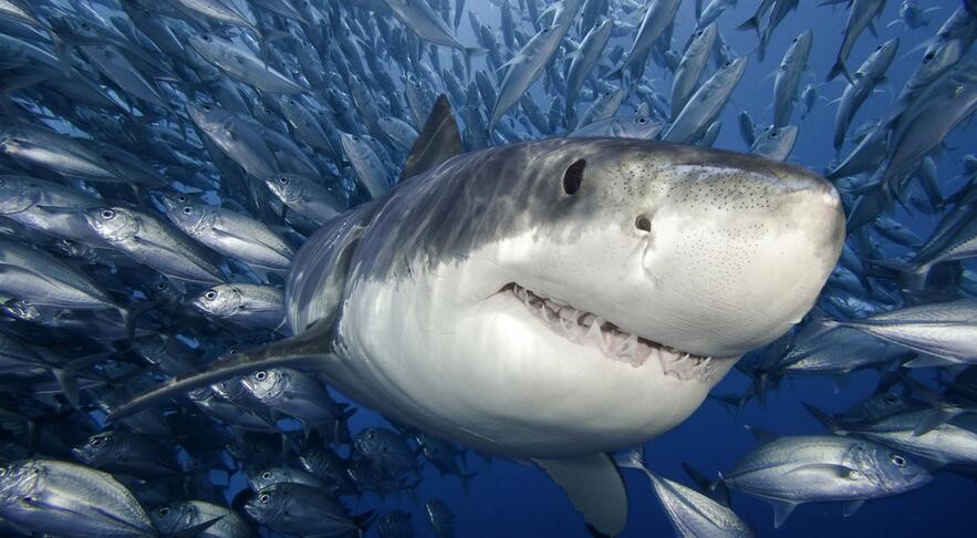 科学家 自出生之日 它们注定会成为海洋里的杀手 你了解鲨鱼吗？