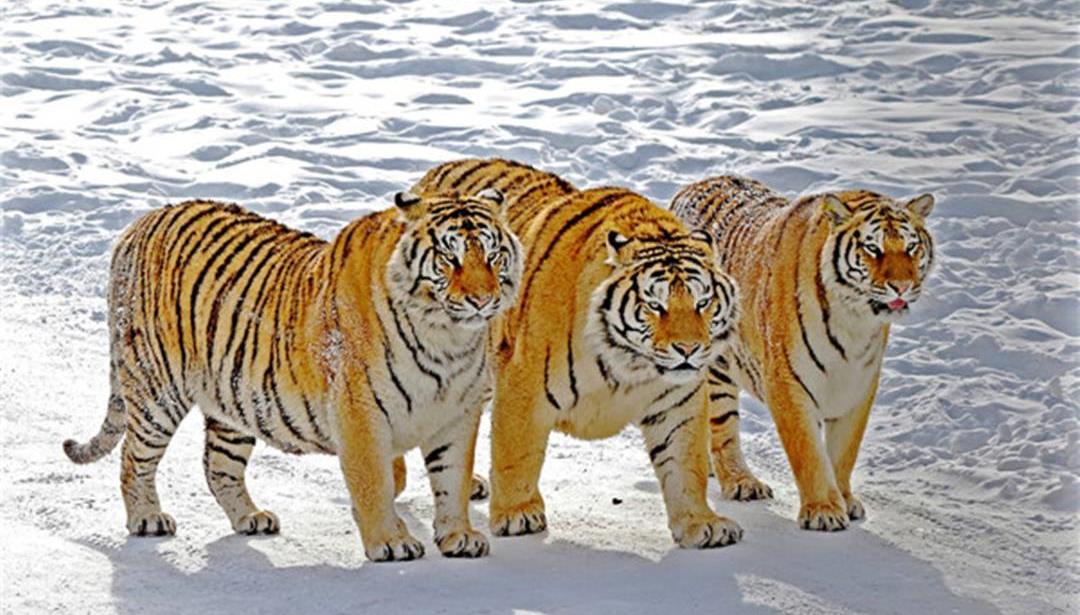 运势|不同年份出生的属虎人，性格与运势大不一样，你家有属虎人吗？