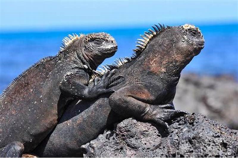 路痴 前往魔鬼岛 寻找活着的哥斯拉 这里的动物很迷人