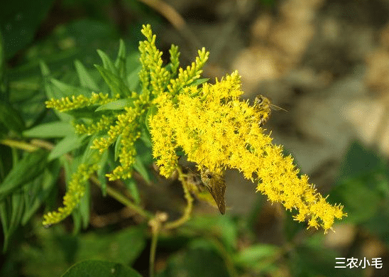三农小毛 院子里长出5种草,不管多好看,看到了就铲除,留下是“祸害”