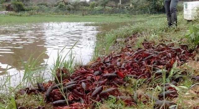 广东省|臭水沟小龙虾泛滥?广东一水沟出现成群小龙虾,有人路过捡了两盆