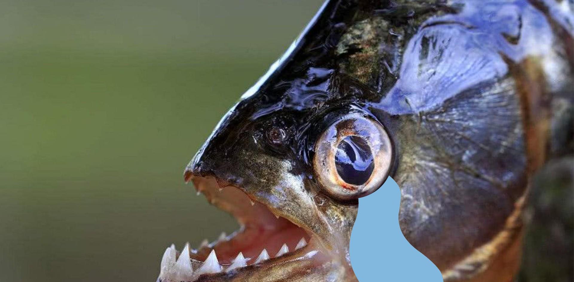 食人鱼为何不能称霸亚马逊河？看这些逆天怪鱼，食人鱼能干得过谁