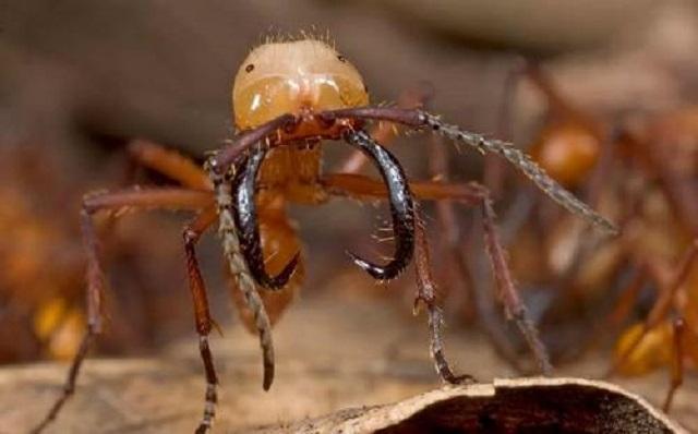 传感器 世界上最狠的动物是什么？狮子、老虎、狼还是蛇！