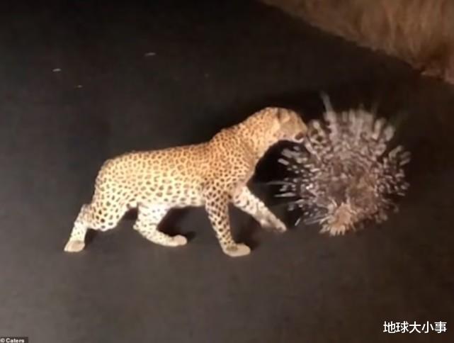 豪猪 饥饿豹子试图捕食豪猪，结果反被扎得脚掌直流血