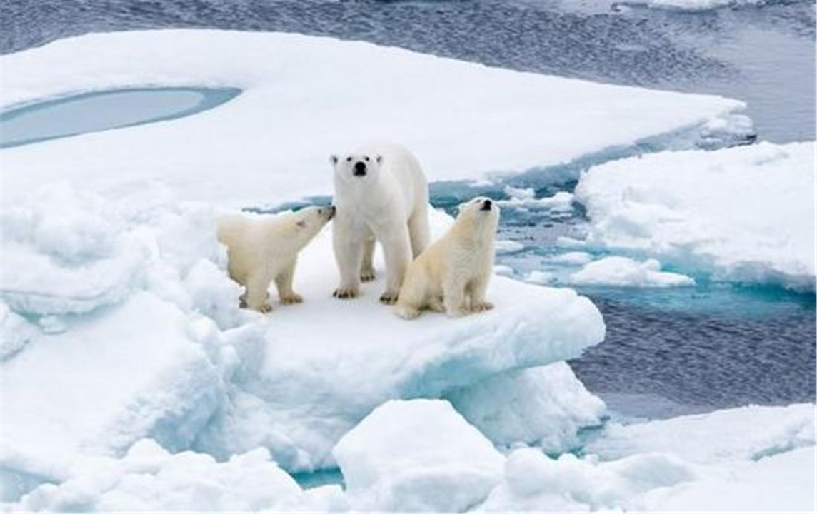 白蚁 高温热浪席卷全球，科威特气温突破3℃，霍金预言难道要成真？