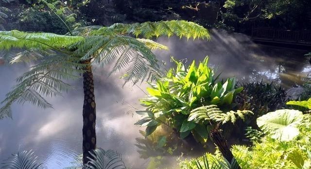  为什么热带雨林的状态，会对整个地球的生态系统产生影响？