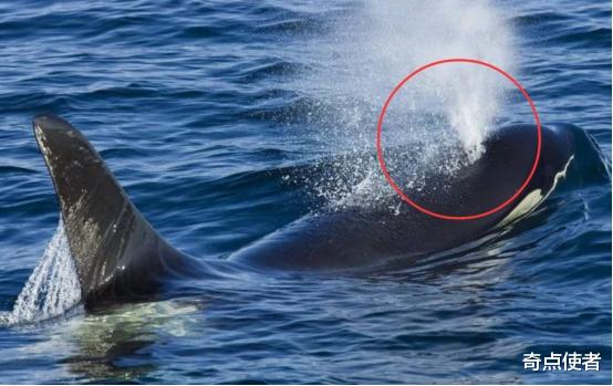 太阳系 进化论是错的？下海5000多万年后，鲸鱼仍然没有鳃，哪个环节错了？