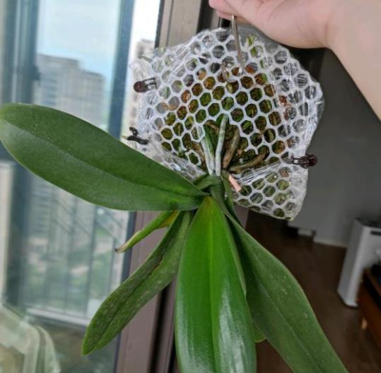 植萌|蝴蝶兰根不好，不妨用网兜住，再用保鲜膜保住，