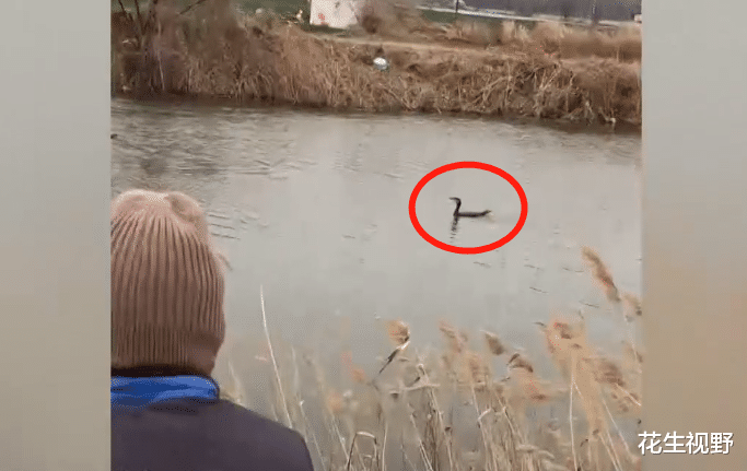 大爷|安徽男子河边钓鱼,一大爷带鱼鹰捕鱼,网友:人家是专业的