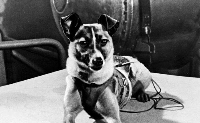 太空 第一只进入太空的狗，结局已注定的死亡之旅，真相也被隐瞒45年