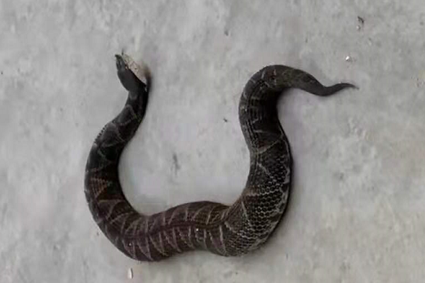  毒性一般伤害极高，五步蛇究竟多恐怖？被咬后切除伤口真的可行吗