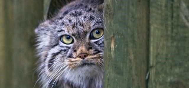 奶豆说育儿|超凶萌！兔狲幼崽现身四川石渠 凶猛的野生动物出现暗示了什么？