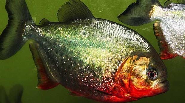 中国考古大会|如果食人鱼被鲨鱼吞下，它能凭借锋利的牙齿破腹而出吗？