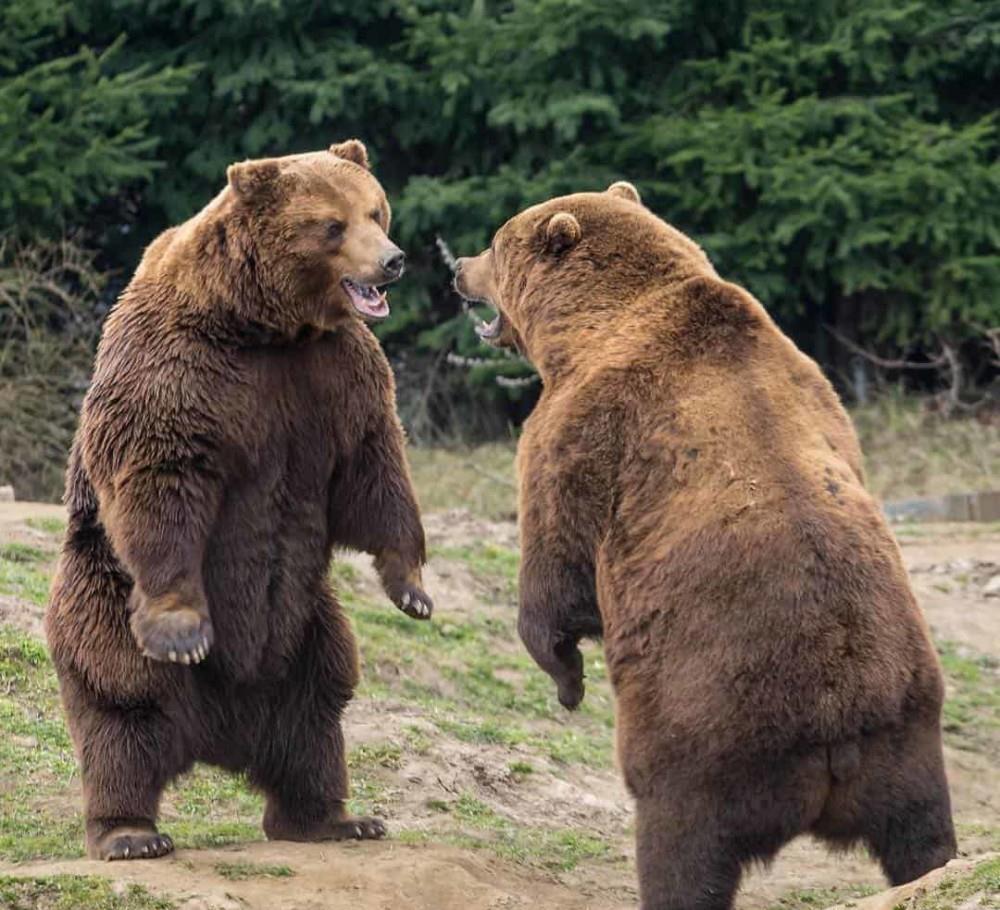 棕熊 “东北虎”与“棕熊”进行1对1对决，谁会更具优势？你看好谁呢