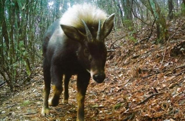 驴头狼灭绝50万年,在神农架现身,带来了什么警示?