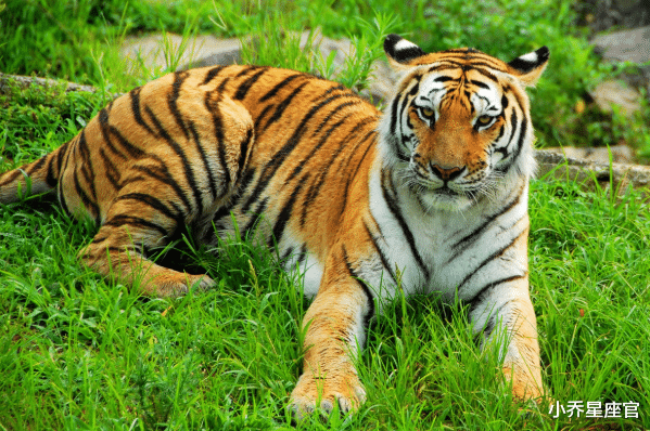 小乔星座官|家中若有这3个生肖,9月必当存款暴涨,收入倍增,事业好运连连