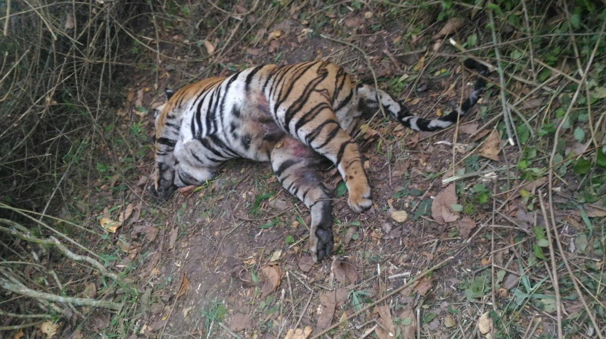 毒蛇 壮年雌虎的最后三餐：吃懒熊、啃穿山甲，最后与毒蛇同归于尽