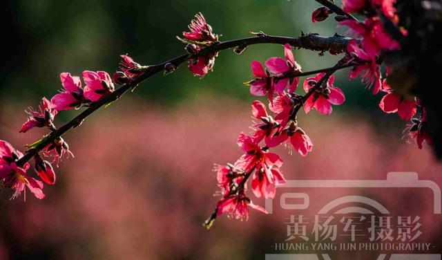 一袋小钱币 桃花娇美怒放的红艳，灿烂的花儿熟悉动人，浓郁陶醉的风景