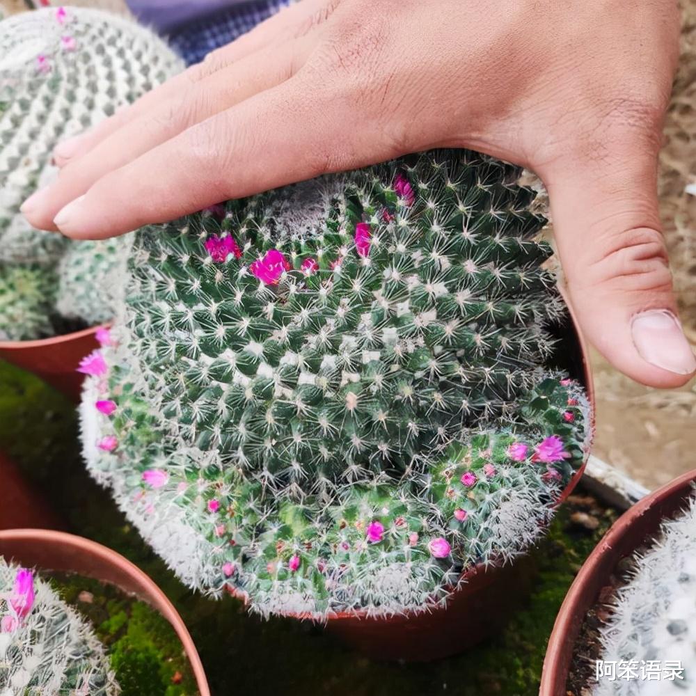 阿笨语录|进入9月，3种花要种起来了，早种早生长，来年开春就开花！