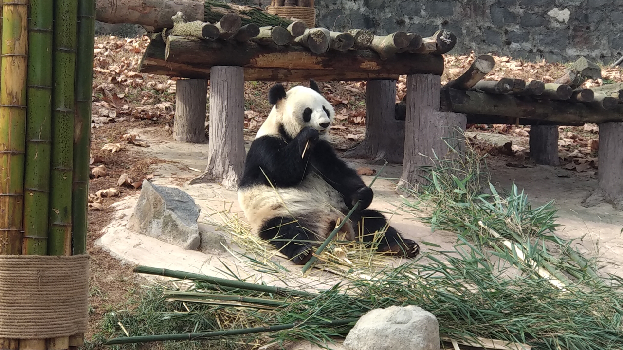 陕西佛坪发现一大熊猫，周围没有竹子吃，就坐着生啃牛骨头