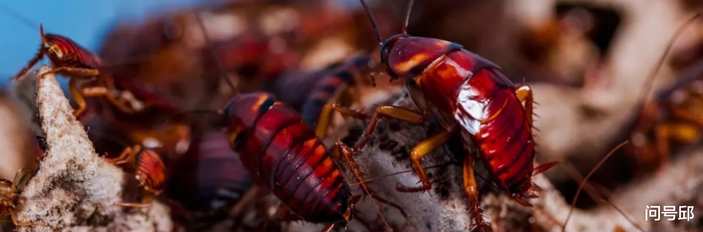 蟑螂 为什么蟑螂可以在任何情况下存活？它们顽强的生命力体现在哪？