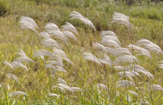 又见外来物种入侵！浙江出现“植物杀手”，外表迷人却危害极大