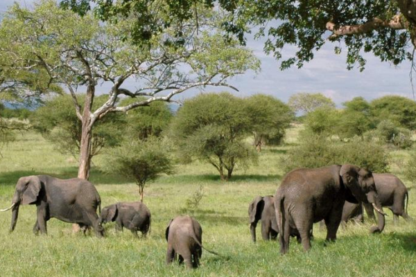 眼镜王蛇 毒性不强地位很高,眼镜王蛇为何称第一?难道就没蛇能与它抗衡?