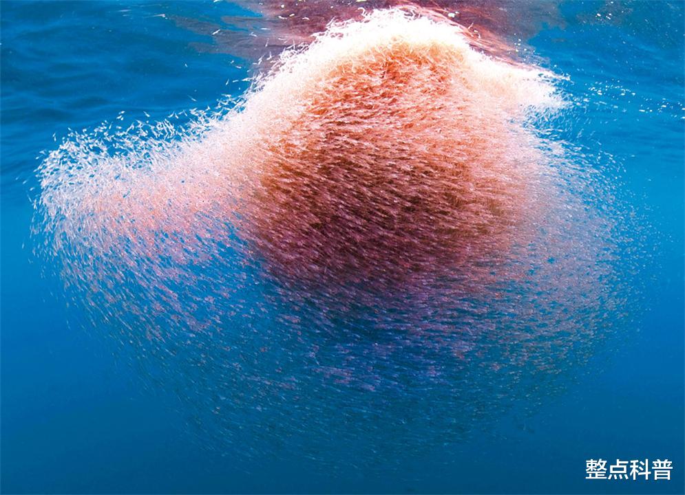 南极磷虾:10亿吨的“海上金矿”,为什么说中国或是最大受益者?