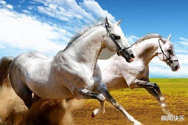 瞬间快乐 “属马人”若出生在这几年，注定天生好运，下半年赢得先机，心想事成