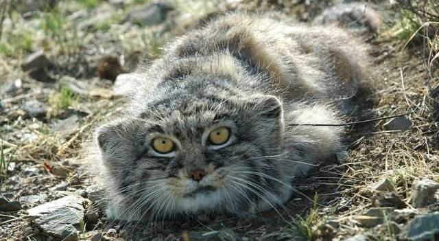 奶豆说育儿|超凶萌！兔狲幼崽现身四川石渠 凶猛的野生动物出现暗示了什么？