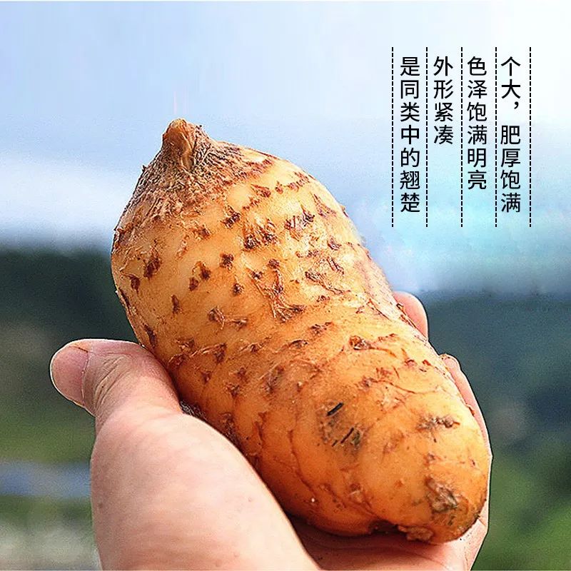 劢健康 关于天麻的传说