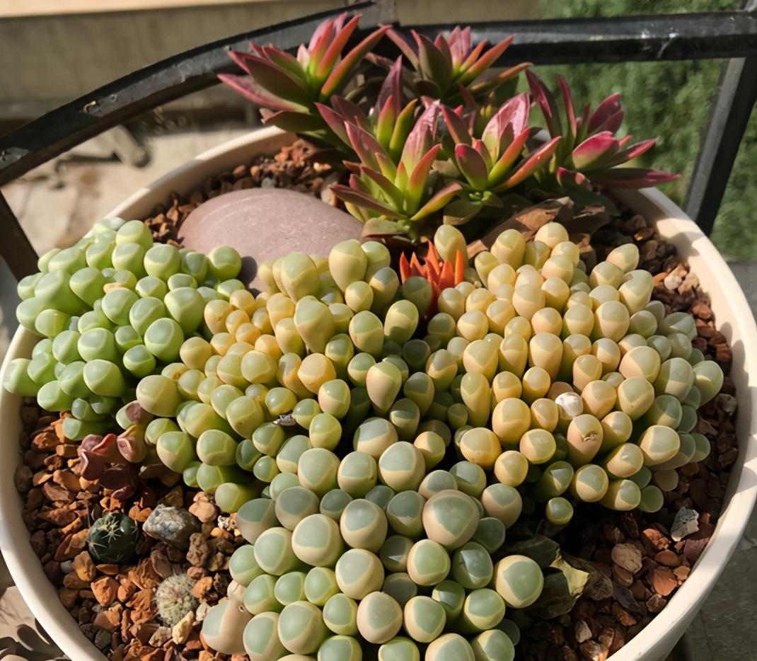 植萌|让五十铃玉快速爆盆，这6点不能不去做