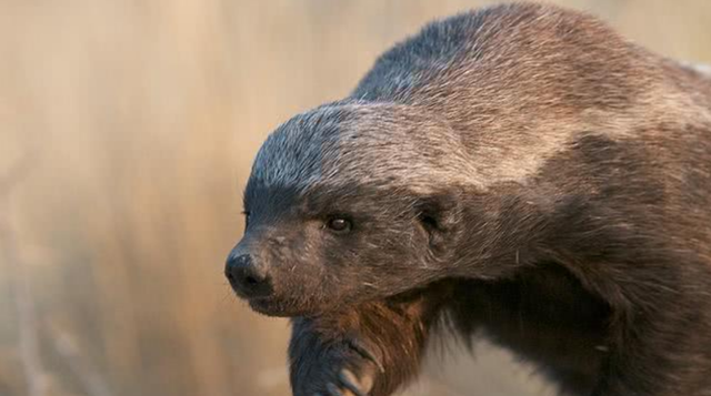 太阳系 “平头哥”蜜獾不好惹，有这么多天敌，却没有一种对它有严重危害