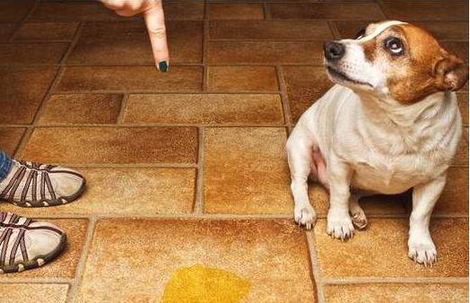 芷兰小时光|听话懂事好狗子故意犯错，以此来挑战主人的权威，真是用良心苦