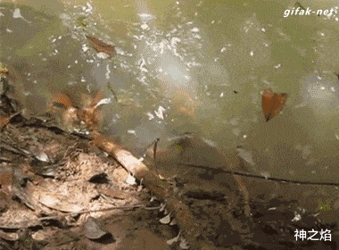 神之焰 妹子你这个能隐身的窗帘借我用用成吗？哈哈